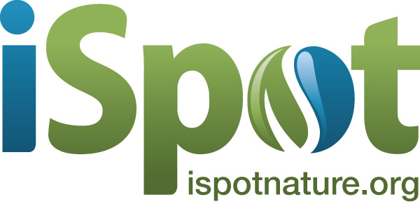 iSpot