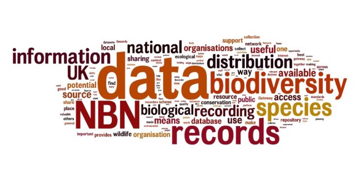 Wordle Strategy What does the NBN mean