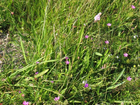 Dianthus etc in Danish meadow (2004) Copyright Anne-Marie Smout