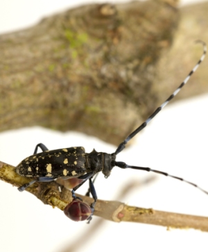 Asian Longhorn Beetle - c. FERA