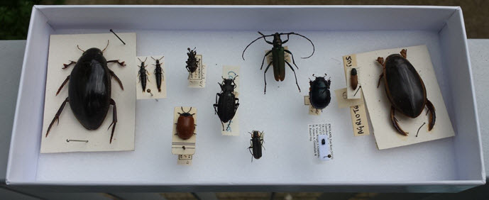 The top 10 Beetle families studied on our very comprehensive Coleoptera ID course