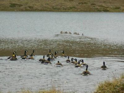 Adult and juvenile Canada Geese released after ringing c. Benjy Wilcock 2014