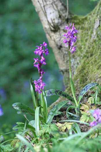 Early-purple Orchid copyright Mike Waller