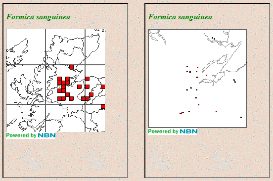 Fig. 4.  Distribution of Slaver Ant Formica sanguinea in Highland at 10km resolution, and in 100km square NH at 1km resolution.