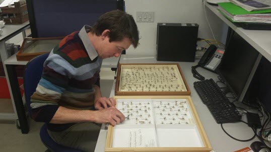 Me, pictured with specimens of the common blue damselfly from their old cork-lined drawer into new plastazote unit trays