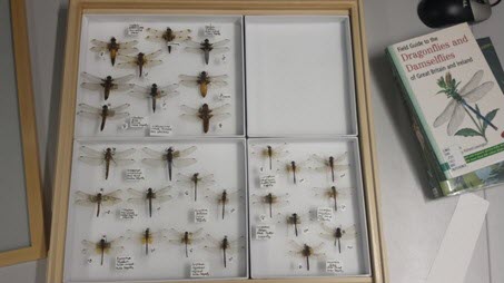 A drawer of selected specimens forming part of the synoptic collection of UK Odonata