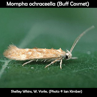 Mompha ochraceella