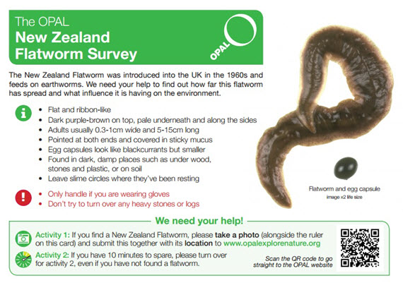 Postcard to help in surveying the New Zealand Flatworm