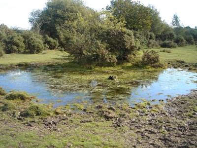 Pond in the New Forest c.Naomi Ewald