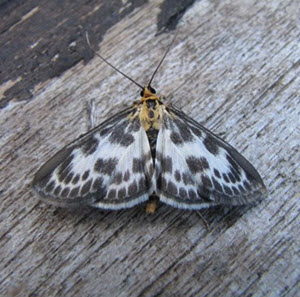 Small Magpie, Anania hortulata c. Teresa Frost