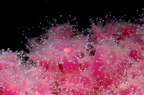 Smaller Jewel anemones c.Dr Keith Hiscock