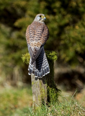 c. Dean Bricknell - Kestrel