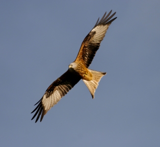 c. Dean Bricknell - Red kite