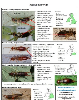 Takes you to the earwigs, cockroach and stick insect ID guide