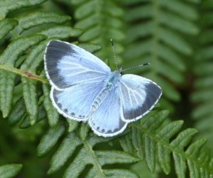 Holly Blue c. Dave Green