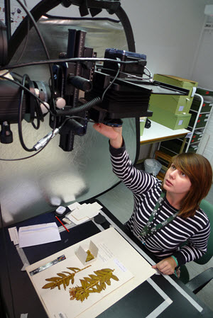 Digitiser using a camera set up to image Kew Herbarium sheets c. Kew gardens