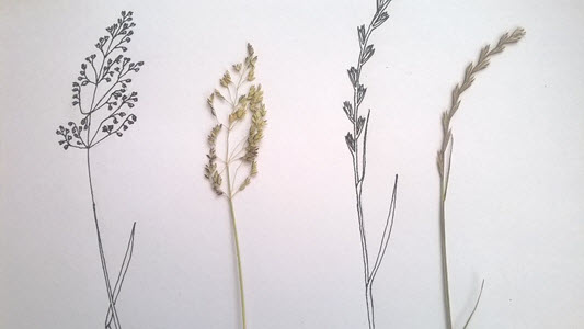 Sally's grasses illustration