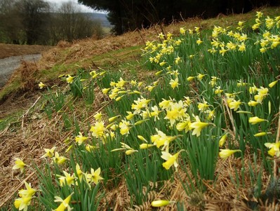 c. Natural Resources Wales