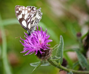 Marble White butterfly c. Matthew Rondinelli