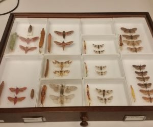 Part of the synoptic Lepidoptera collection 