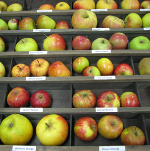 Apple varieties c. PTES