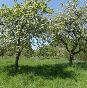 Apple Orchard Plymtree c. Megan Gimber