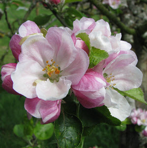 Cherry blossom c. PTES