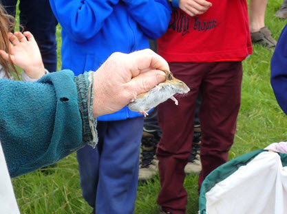 Examining small mammals caught during trapping as a part of BioBlitz event