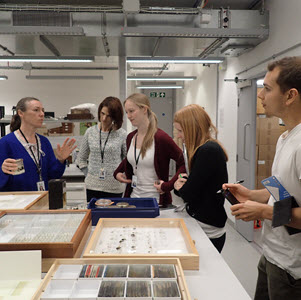 Behind the Scenes in the NHM Diptera Collection