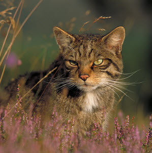 c. Peter Cairns @ScotlandTBP