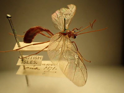 Ophion specimen from 1871