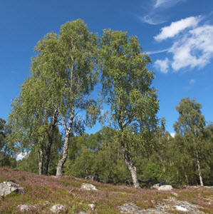 Birch trees at Trees for Life’s Dundreggan Conservation Estate