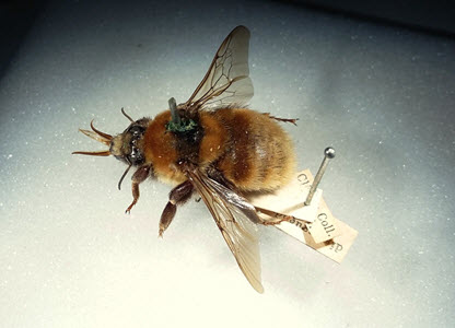 Great Yellow Bumblebee specimen