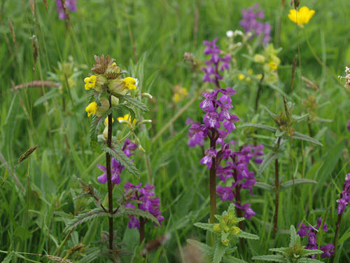 Green winged-orchid c. John Newbould & National Trust