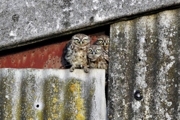 10-little-owls