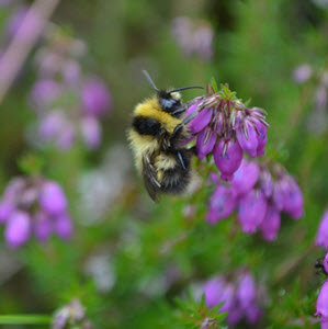 Heath bumblebee at Edale c. Izzy Bunting