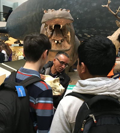 Jas and Niki engaging the public with skulls in mammals gallery