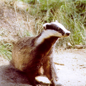 Badger at Wildwood. Credit Nida Al-Fulaij