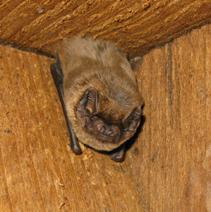 Leislers bat ©John Haddow