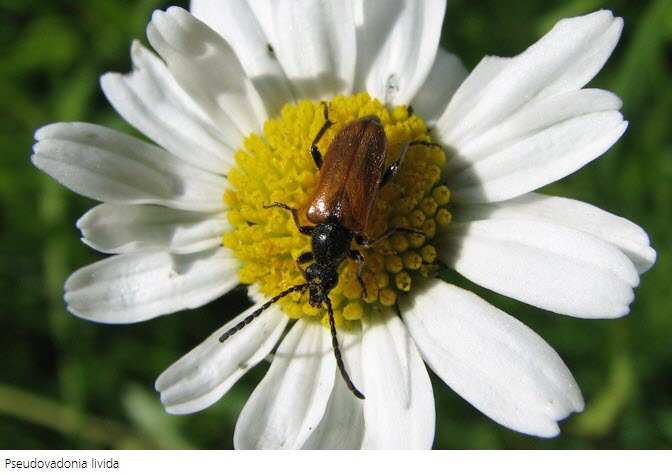 Pseudovadonia livida c. Peter Hodge