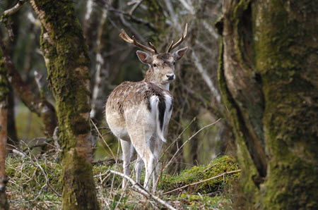 Fallow deer in woods. Credit Laurie Campbell