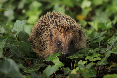 Hedgehog in leaves. c.BHPS