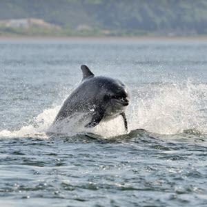 Bottlenose dolphin c. SNH