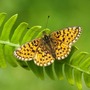 © Steve Knell (small pearl-bordered fritillary on bracken, Glen Affric, Scotland)