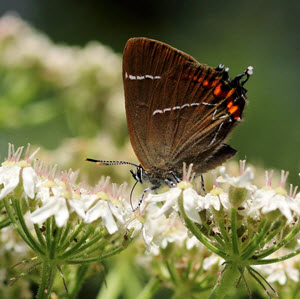 White-letter Hairstreak butterfly, Kelso, Scottish borders c. Iain Cowe