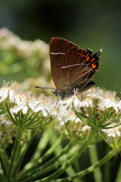 White-letter Hairstreak butterfly, Kelso, Scottish borders c. Iain Cowe