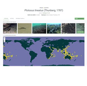 Plotosus lineatus distribution from GBIF