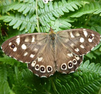 Speckled Wood - c. Butterfly Conservation & Stuart Graham - W Argyll