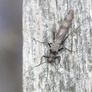 Brachyptera putata female (c) Gus Jones