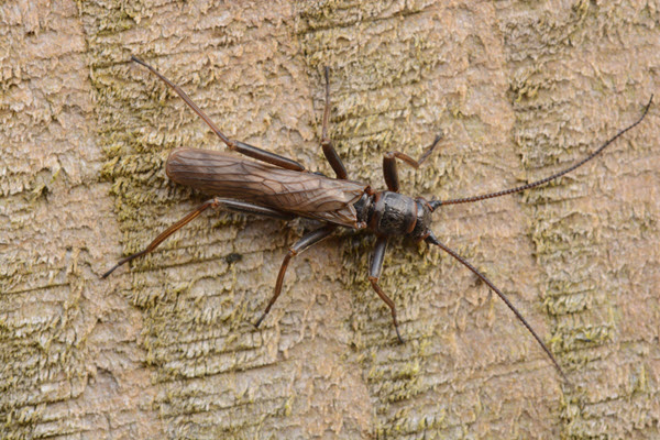 Brachyptera putata male (c) Stewart Taylor 